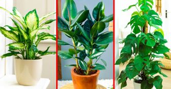 15 Plantas tóxicas que você talvez tenha em casa