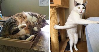 25 Novas fotos com os gatos mais divertidos de toda a Internet
