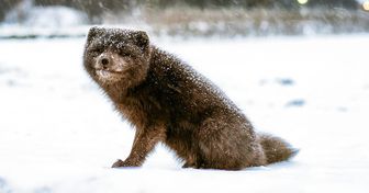Mudanças climáticas fazem raposa-do-ártico atravessar três continentes em velocidade recorde