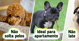 10+ Raças de cães leais que são fáceis de cuidar e pura companhia