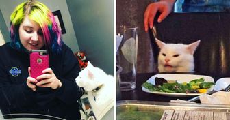 O gato dos memes mais famosos da Internet ganha novas fotos