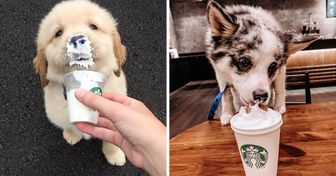 Rede Starbucks agrada cachorrinhos com uma “bebida especial” para eles