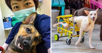 3000+ Cães são resgatados da rua e acolhidos por família de Taiwan até encontrarem um lar