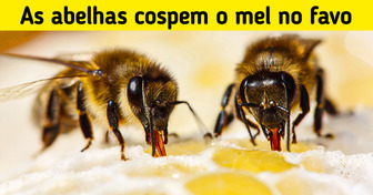 10 Fatos não tão conhecidos sobre as abelhas que podem mudar a visão sobre elas