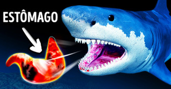 Tubarões que cospem o estômago fora e 28 fatos interessantes para a semana do tubarão