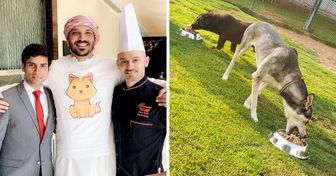 Em Abu Dhabi, chef se une a um hotel 5 estrelas para tirar proveito das sobras e alimentar animais em um abrigo