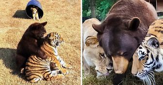 A história do leão, do urso e do tigre que foram salvos de donos cruéis e decidiram formar a sua própria manada e viver em família
