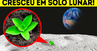 Cientistas Cultivaram Plantas com Sucesso em Solo Lunar