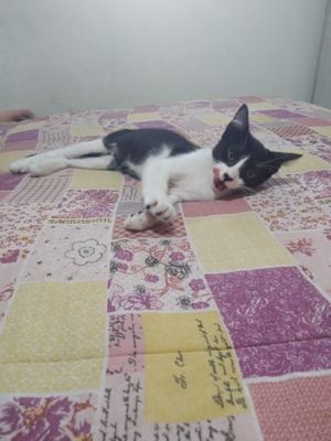 Comentário com imagem no Incrível.club