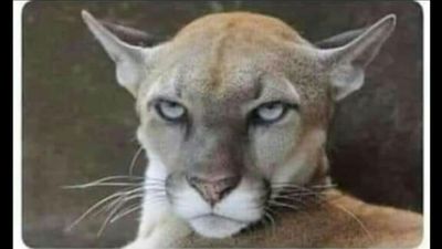 Comentário com imagem no Incrível.club