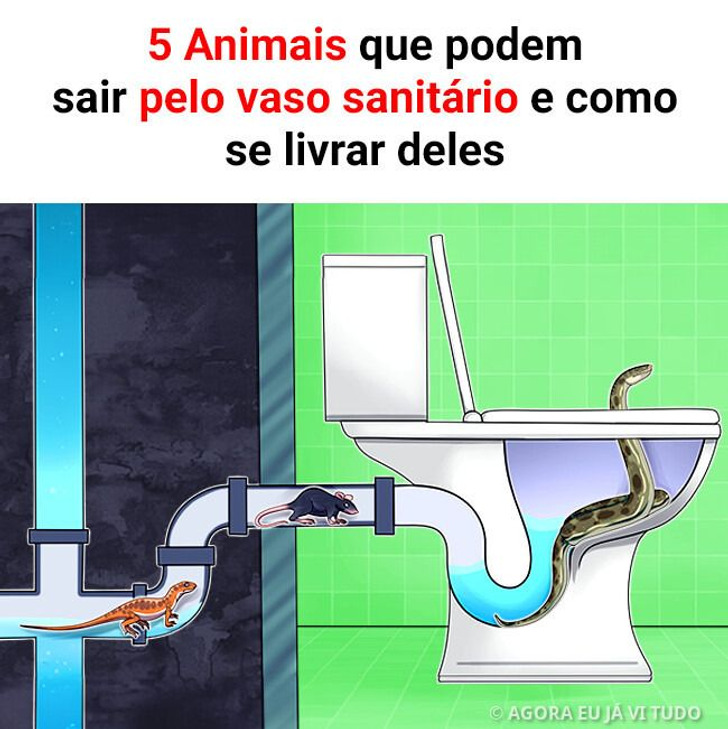 5 Animais que podem sair pelo vaso sanitário e como se livrar deles