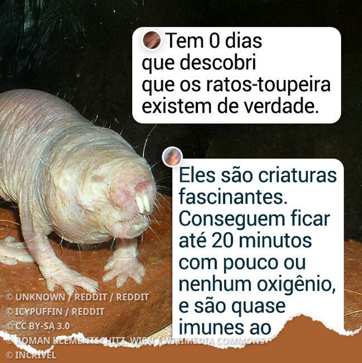 10 Criaturas esquisitas que impressionam no visual, mas são totalmente pacíficas