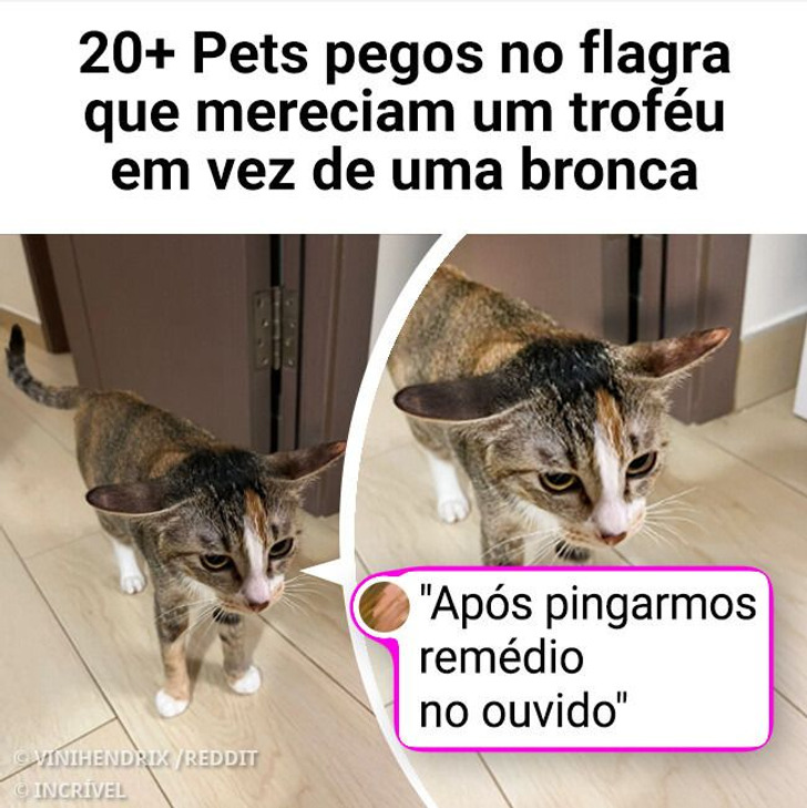 20+ Pets pegos no flagra que mereciam um troféu em vez de uma bronca