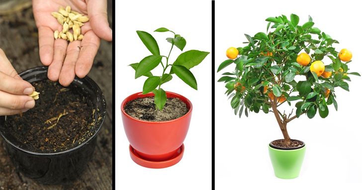 Cultiva 8 árboles frutales a partir de las semillas de tu propia fruta.