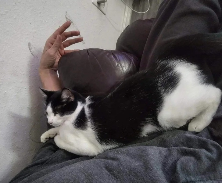 "Isso deve ser coisa da Família Addams com seu gato"