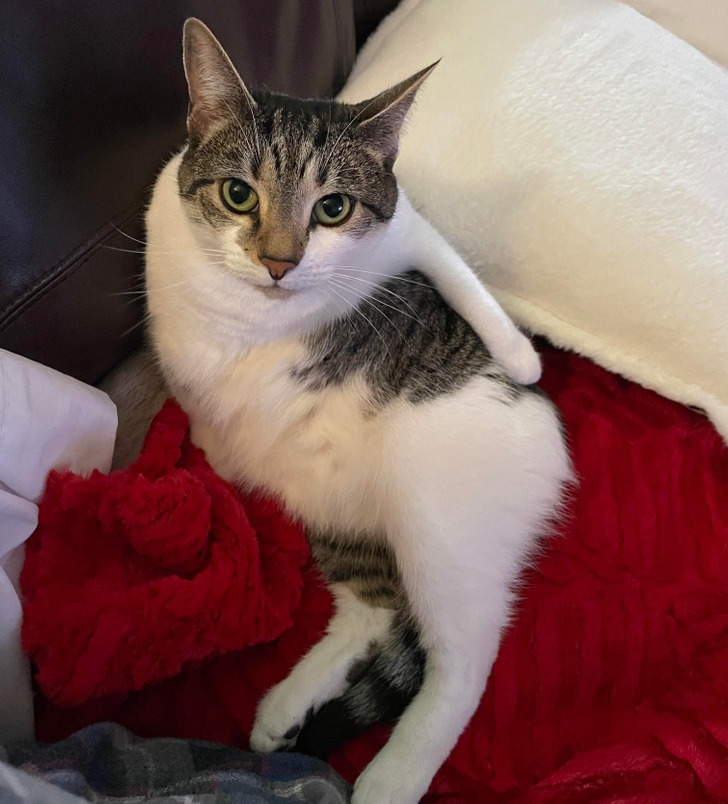 "Uma fofura que sabe esconder bem a pata"