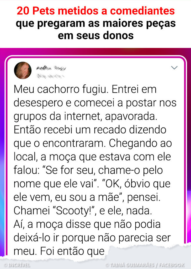 20 Pets metidos a comediantes que pregaram as maiores peças em seus donos
