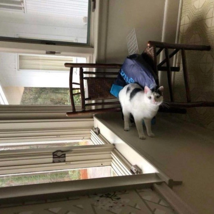 1. "Um gato sendo um gato"