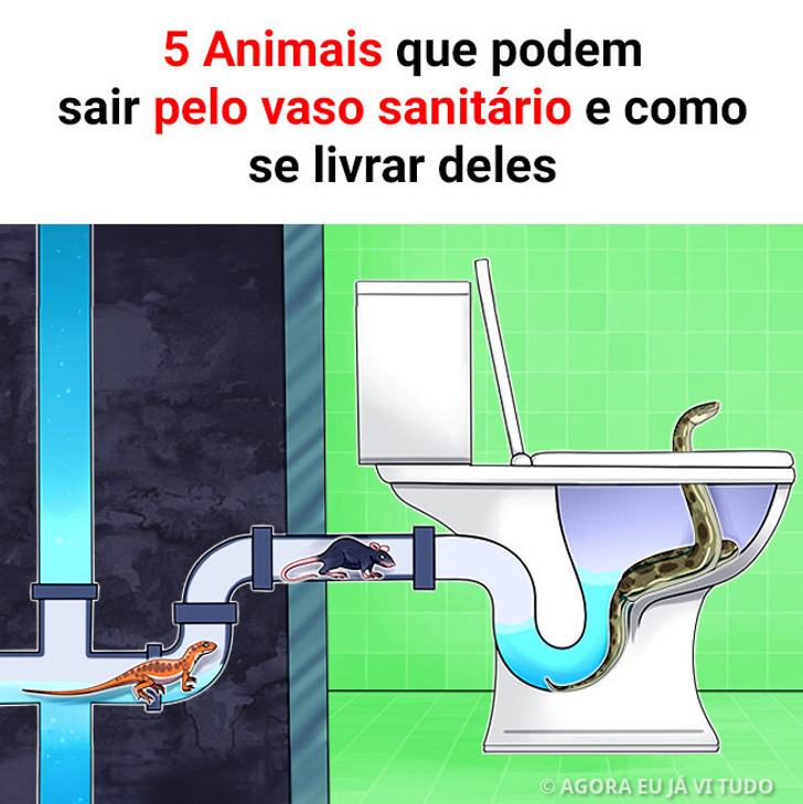 5 Animais que podem sair pelo vaso sanitário e como se livrar deles