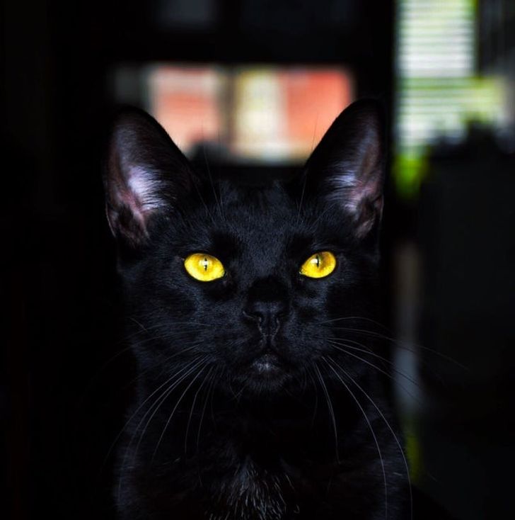 20 Provas de que ter um gato preto como bicho de estimação pode ...