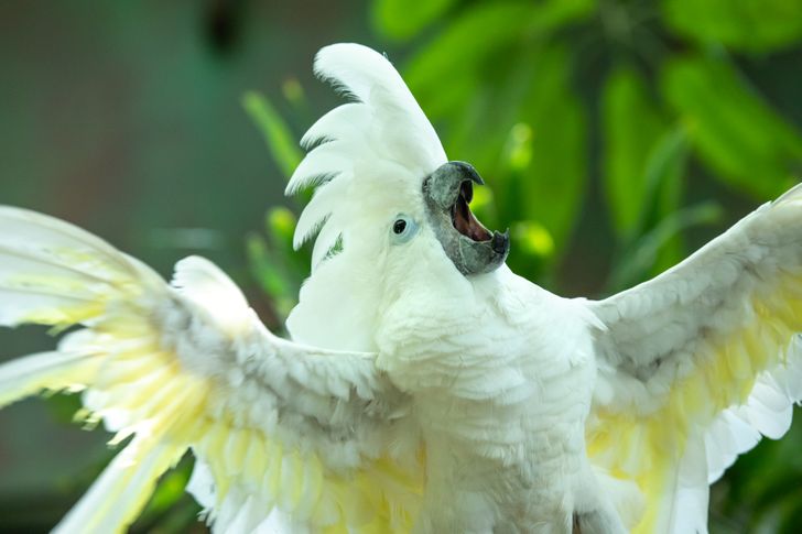 14 Provas de que os papagaios estão entre os animais mais inteligentes e adoráveis