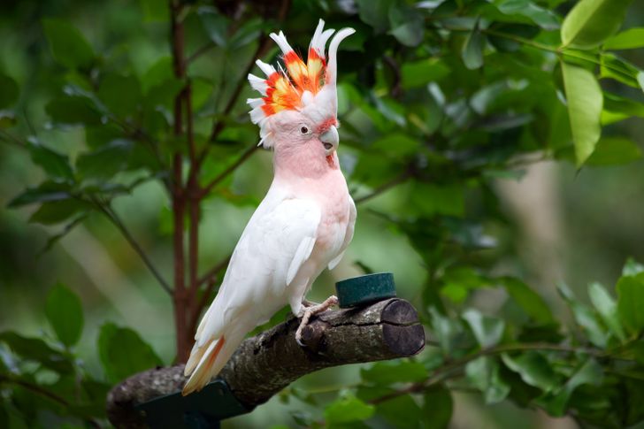 14 Provas de que os papagaios estão entre os animais mais inteligentes e adoráveis