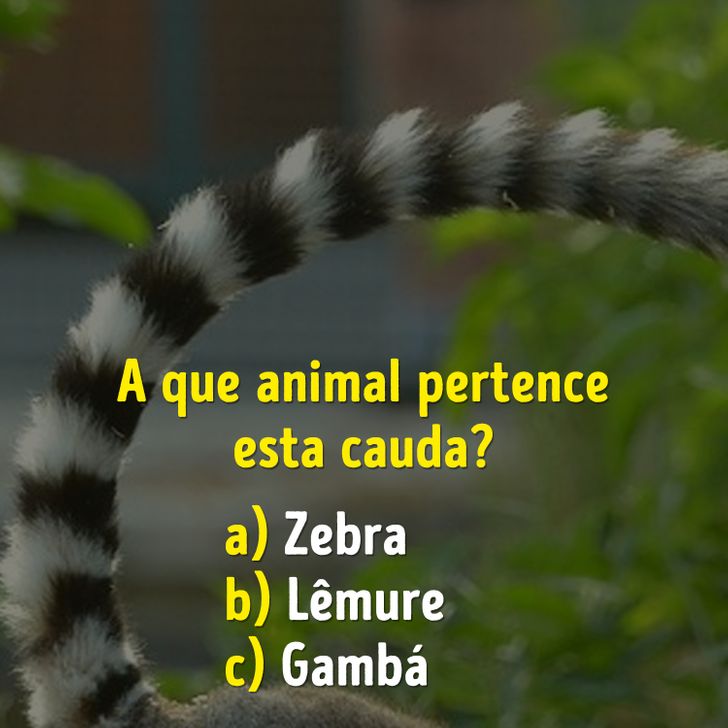 Você consegue adivinhar todos os animais? - TriviaCreator