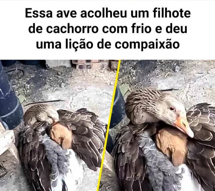Essa ave acolheu um filhote de cachorro com frio e deu uma lição de compaixão