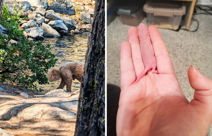 O que você vê? Estas 15 fotos confusas desafiarão seu cérebro