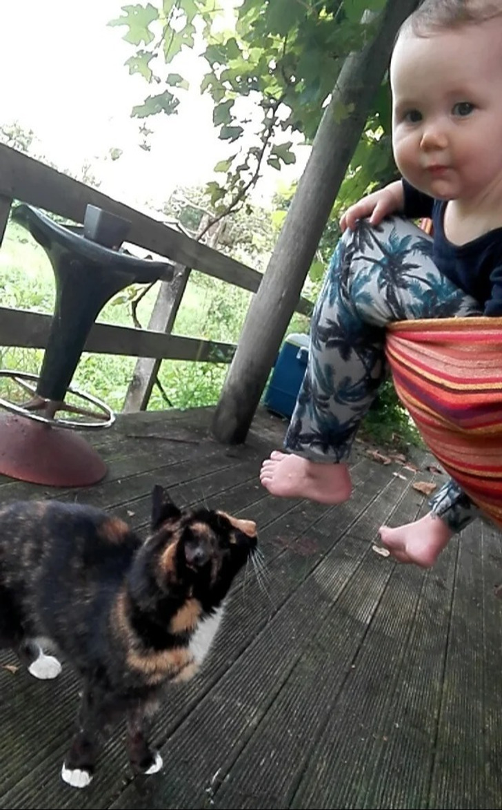 Até o gatinho se pergunta como isso aconteceu