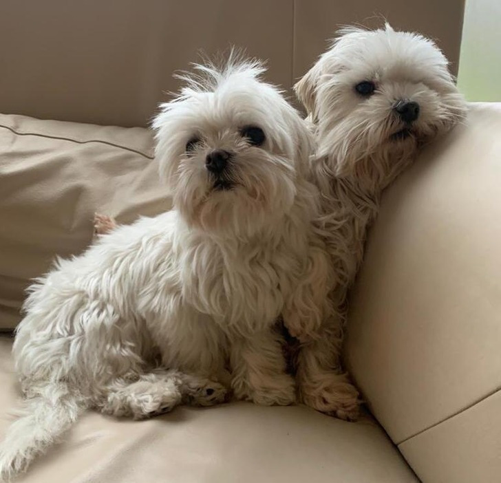 3. "Meus dois cães parecem se fundir nesta foto"