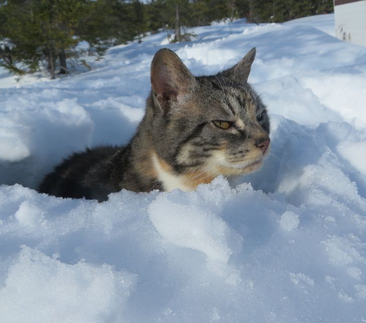 GATOS na NEVE pela primeira vez ❄️🐈 (Vídeos FOFOS) 