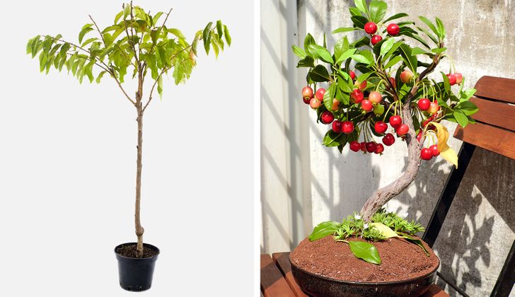 Cultiva 8 árboles frutales a partir de las semillas de tu propia fruta.