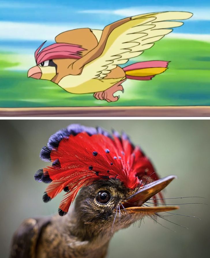 Esses animais são pokémons da vida real! #pokemon #pokemons