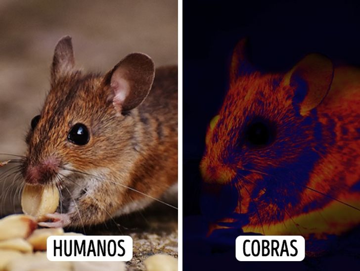 Como os animais enxergam o mundo