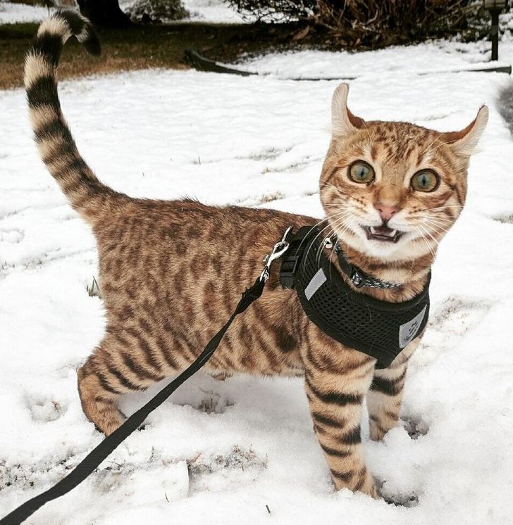 GATOS na NEVE pela primeira vez ❄️🐈 (Vídeos FOFOS) 