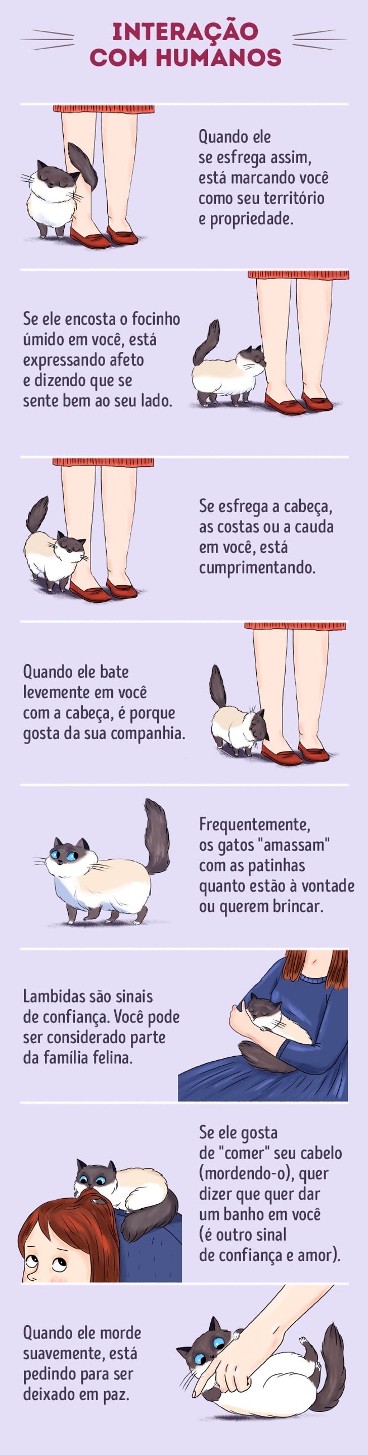livro idioma felino