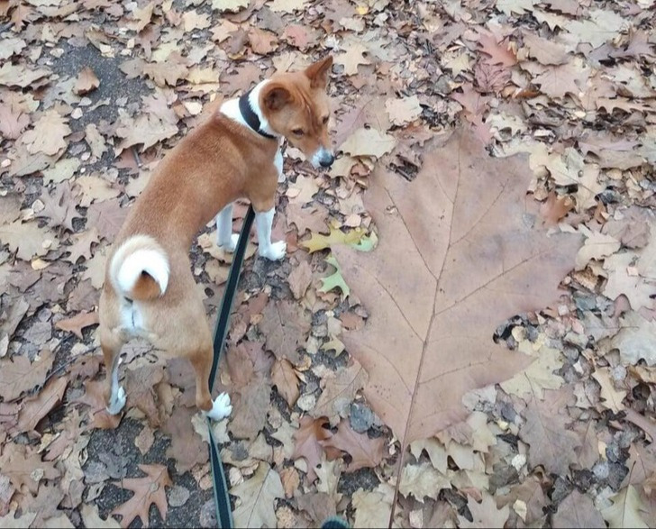 "Uma folha do tamanho de um cachorro"