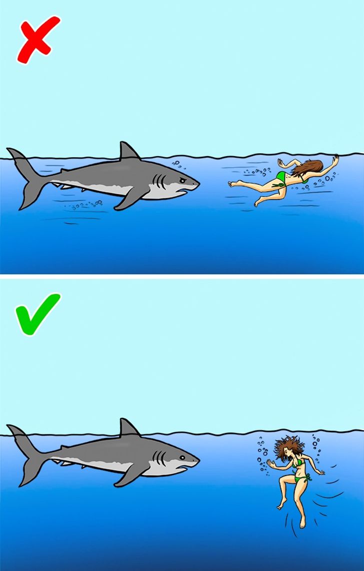 Saiba como evitar e sobreviver a um ataque de tubarão