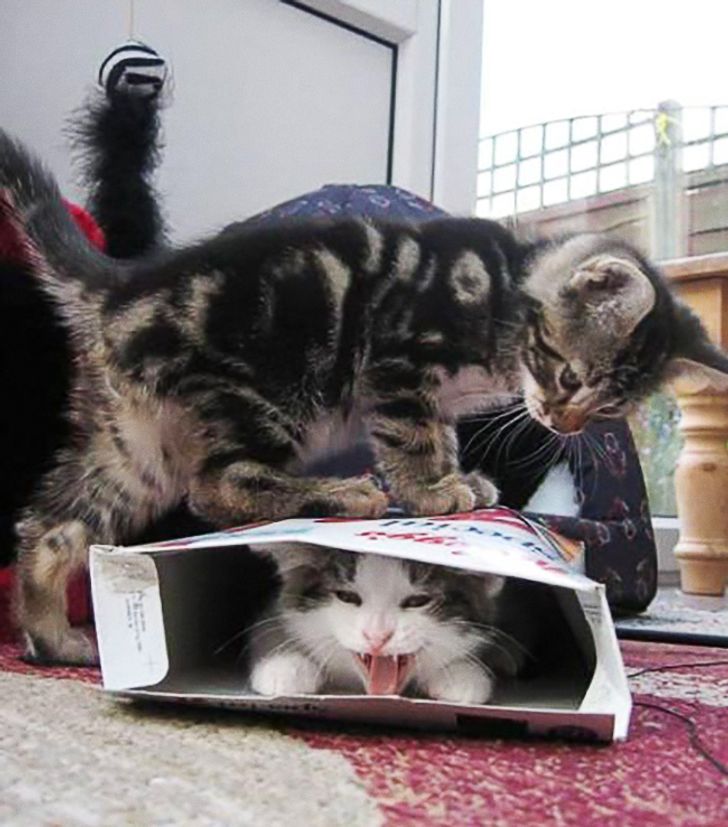 Calças Táticas Archon X9 Macacões Soltos Impermeáveis | Parcelamento