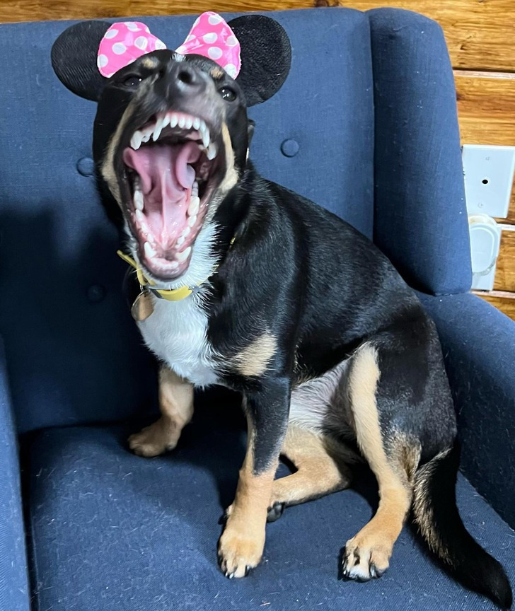 4. "A foto de Páscoa não saiu tão fofa quanto esperávamos"