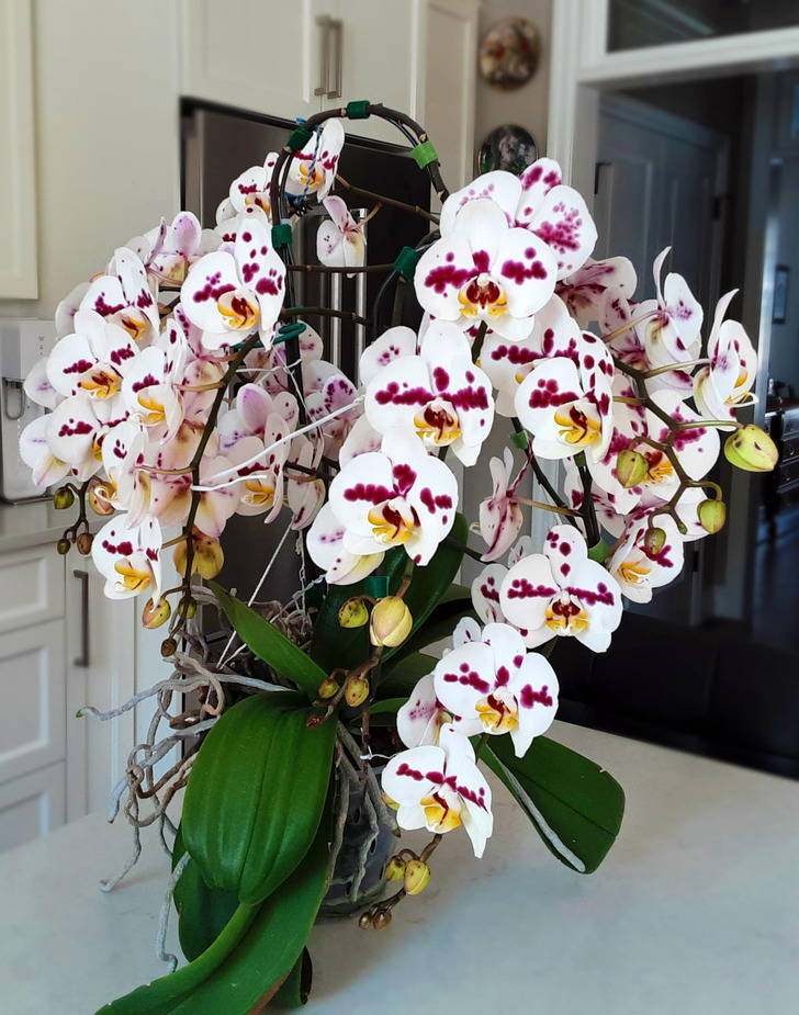 20+ Fãs de plantas que entregaram seus corações às orquídeas