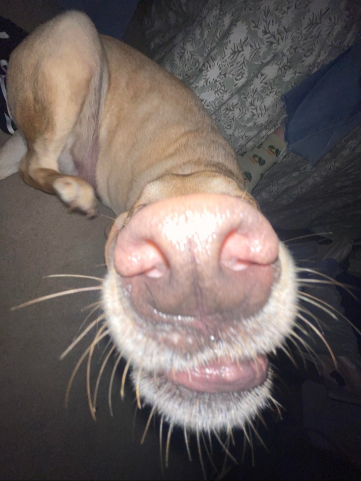 "Bentley é o seu nome"