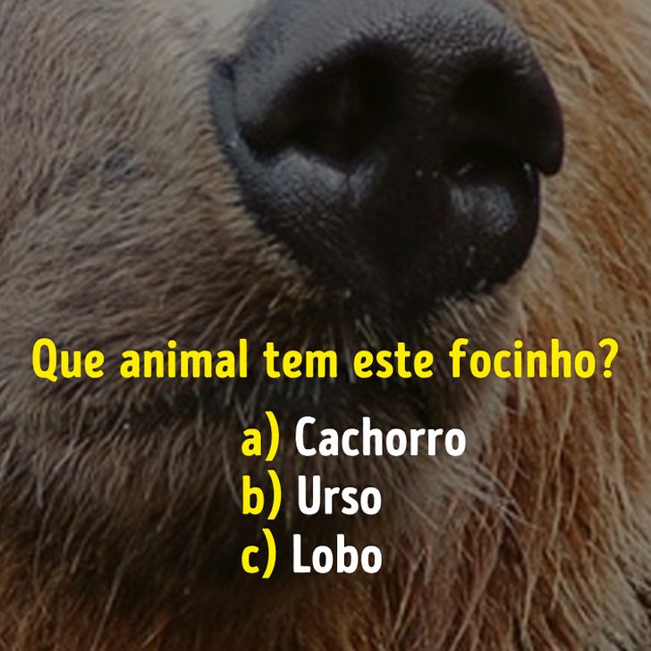 Teste: quantos animais fofos você conhece?