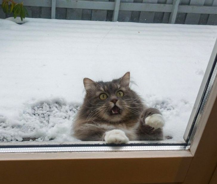 GATOS na NEVE pela primeira vez ❄️🐈 (Vídeos FOFOS) 