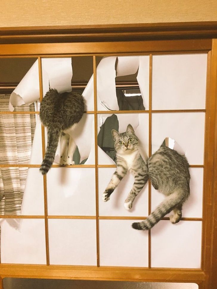 15 Gatos malucos Que N o Est o Nem A Para A Autoridade Humana
