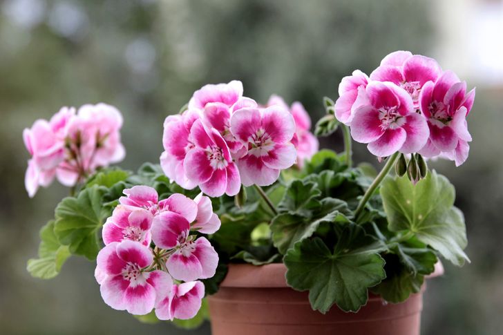 6 Plantas de interior que podem deixar todos os cômodos da sua casa com um  cheiro