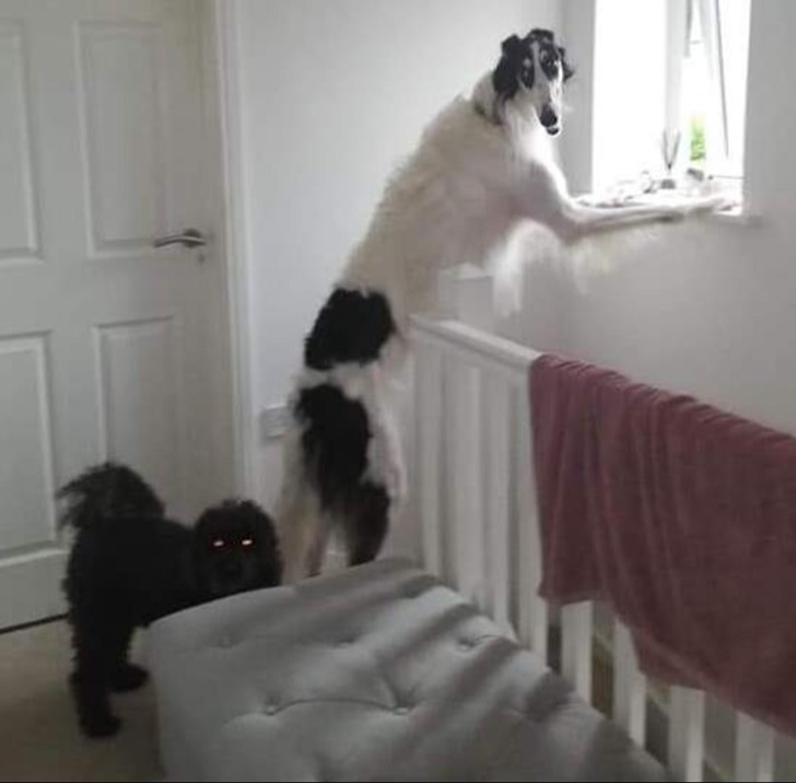 1. "O cachorro esticado e seu amigo, o cachorro demônio"