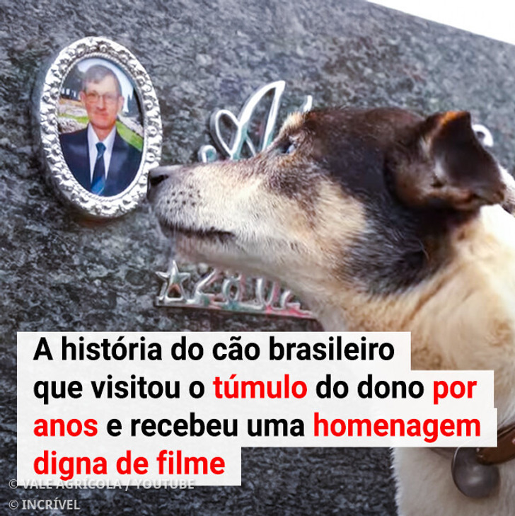 A história do cão brasileiro que visitou o túmulo do dono por anos e ganhou uma estátua em homenagem