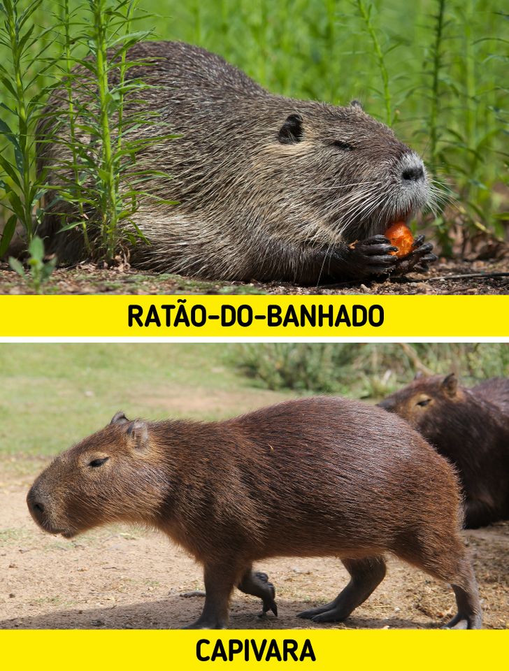 Confundiu ratão com lontra